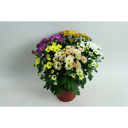 Chrysantheme, Chrysanthemum indicum »Rossi«, max. Wuchshöhe: 30 cm, Blüte: bunt