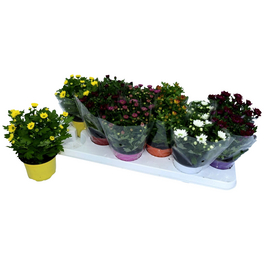 Chrysantheme, Chrysanthemum indicum »Swifty«, max. Wuchshöhe: 20 cm, Blüte: bunt