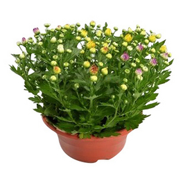 Chrysantheme, Chrysanthemum indicum »Trio«, max. Wuchshöhe: 35 cm, Blüte: dreifarbig