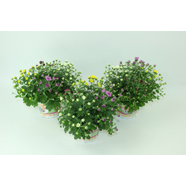 Chrysantheme, Chrysanthemum multiflora »Quattro«, max. Wuchshöhe: 25 cm, Blüte: mehrfarbig