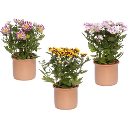 Chrysantheme, Dendranthema Hybriden, max. Wuchshöhe: 30 cm