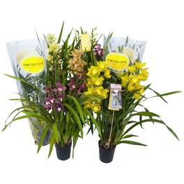 Cymbidium-Orchidee, Cymbidium Hybriden, Blüte: gemischt