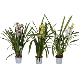 Cymbidium-Orchidee, Cymbidum , Blüte: mehrfarbig