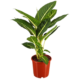 Dieffenbachie, Dieffenbachia maculata »in Sorten«, im Kunststoff-Kulturtopf Dieffenbachie, Dieffenbachia maculata »in Sorten«, im Kunststoff-Kulturtopf