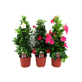 Dipladenie, Mandevilla sanderi »in Sorten«, Blüte: Farbmix Dipladenie, Mandevilla sanderi »in Sorten«, Blüte: Farbmix