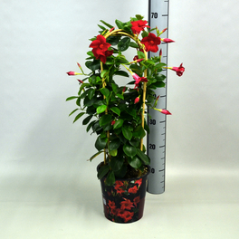 Dipladenie, Mandevilla sanderi »Sundaville«, Blüte: Rot