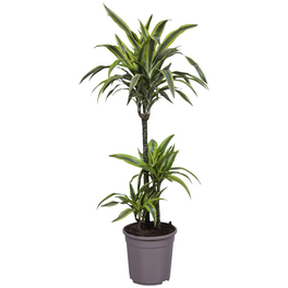 Drachenbaum, Dracaena fragrans »Lemon Lime«