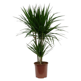 Drachenbaum, Dracaena marginata, im Kunststoff-Kulturtopf
