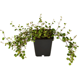 Drahtstrauch, Muehlenbeckia axillaris, Blattfarbe: grün, Blüte: weiß