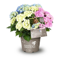 Dreifarbige Bauernhortensie 'Three Sisters'® Pastell, macrophylla, Topf: 25 cm, Blüten: dreifarbig pastell Dreifarbige Bauernhortensie 'Three Sisters'® Pastell, macrophylla, Topf: 25 cm, Blüten: dreifarbig pastell