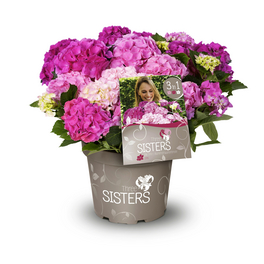 Dreifarbige Bauernhortensie 'Three Sisters'® Pink, macrophylla, Topf: 25 cm, Blüten: dreifarbig pink Dreifarbige Bauernhortensie 'Three Sisters'® Pink, macrophylla, Topf: 25 cm, Blüten: dreifarbig pink