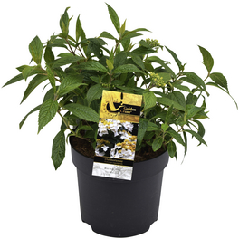 Duft-Hortensie, Hydrangea angustipetala »Golden Crane®«, Blätter: grün, Blüten: weiß