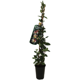 Duftgeißblatt, Lonicera heckrottii, Blüte: zweifarbig