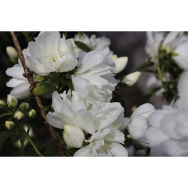 Duftjasmin, Philadelphus hybrida »Aroma®«, Blätter: grün, Blüten: weiß