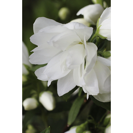 Duftjasmin, Philadelphus hybrida »Aroma®«, Blätter: grün, Blüten: weiß