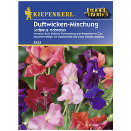 Duftwicken, Lathyrus odoratus, Samen, Blüte: mehrfarbig