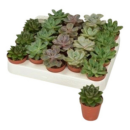 Echeverien »Echeveria«, 5 cm Echeverien »Echeveria«, 5 cm