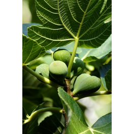 Echte Feige 'Firoma'®, Ficus carica, Früchte: süß-aromatisch