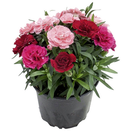 Edel-Nelke, Dianthus caryophyllus, Blüte: bunt