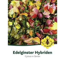 Edelginster, Cytisus Hybriden, Blätter: grün, Blüten: mehrfarbig