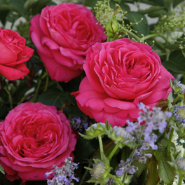 Edelrose , Rosa »Cherry Lady®«, Blüte: rosarot, gefüllt