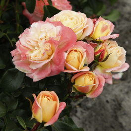 Edelrose, Rosa »Concorde®«, Blüte: apricot, gefüllt