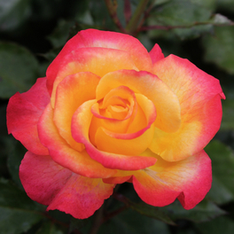 Edelrose, Rosa »Flaming Star®«, Blüte: orange, gefüllt