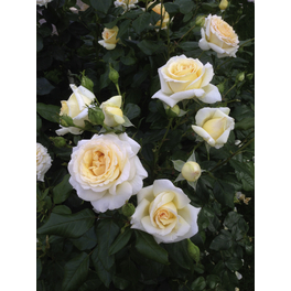 Edelrose, Rosa hybrida »Anastasia®«, Blüte: weiß