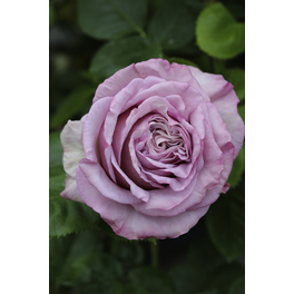 Edelrose, Rosa hybrida »Blue Girl® «, Blüte: violett