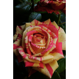 Edelrose, Rosa hybrida »Broceliande® «, Blüte: rot