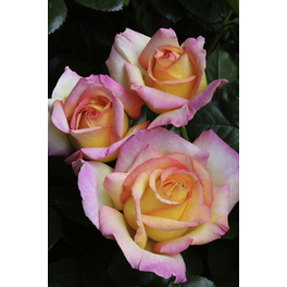 Edelrose, Rosa hybrida »Gloria Dei/Peace®«, Blüte: gelb