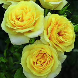 Edelrose, Rosa »Limona®«, Blüte: hellgelb, gefüllt