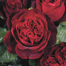 Edelrose, Rosa x hybrida »Admiral«, Blüte: rot, gefüllt