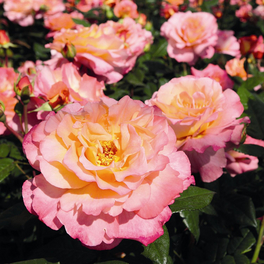 Edelrose, Rosa x hybrida »Aquarell«, Blüte: mehrfarbig, gefüllt