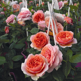 Edelrose, Rosa x hybrida »Chippendale«, Blüte: orange, gefüllt