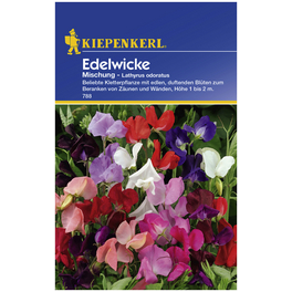 Edelwicke, Lathyrus odoratus, Samen, Blüte: mehrfarbig