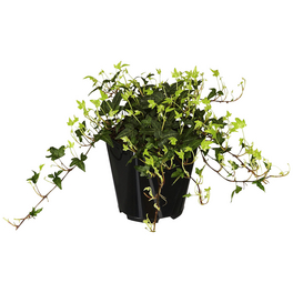 Efeu, Hedera helix »Green Ripple«, winterhart
