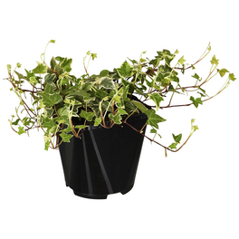 Efeu, Hedera helix »Little Diamond«, winterhart