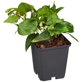 Efeu, Hedera helix »Mein Herz«, winterhart