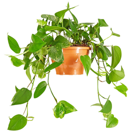 Efeutute Epipremnum aureum