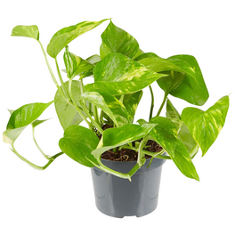 philodendron varieties 2-Pack Philodendron Variety Bundle