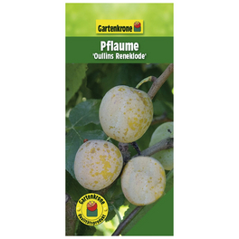 Eierpflaume, Prunus domestica »Oullins«, Früchte: süß-säuerlich