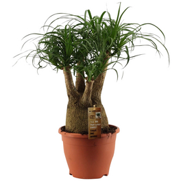 Elefantenfuss, Beaucarnea recurvata