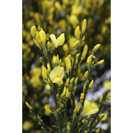 Elfenbeinginster, Cytisus praecox »Allgold«, Blätter: grün, Blüten: gelb