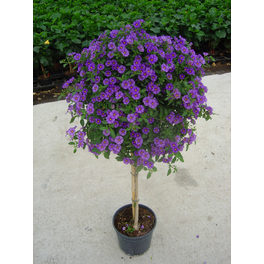 Enzianstrauch, Solanum rantonettii, Blüte: Blau