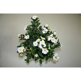 Enzianstrauch, Solanum rantonettii, Blüte: Weiß