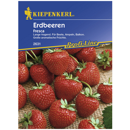 Erdbeere ananassa Fragaria »Fresca«
