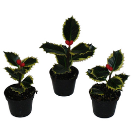 europaeische_stechpalme »Ilex«, 10 cm