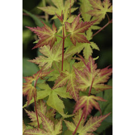 Fächerahorn, Acer palmatum »Katsura«, Blätter: grün