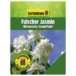 Falscher Jasmin, Philadelphus »Minnesota Snowflake«, Blätter: grün, Blüten: weiß